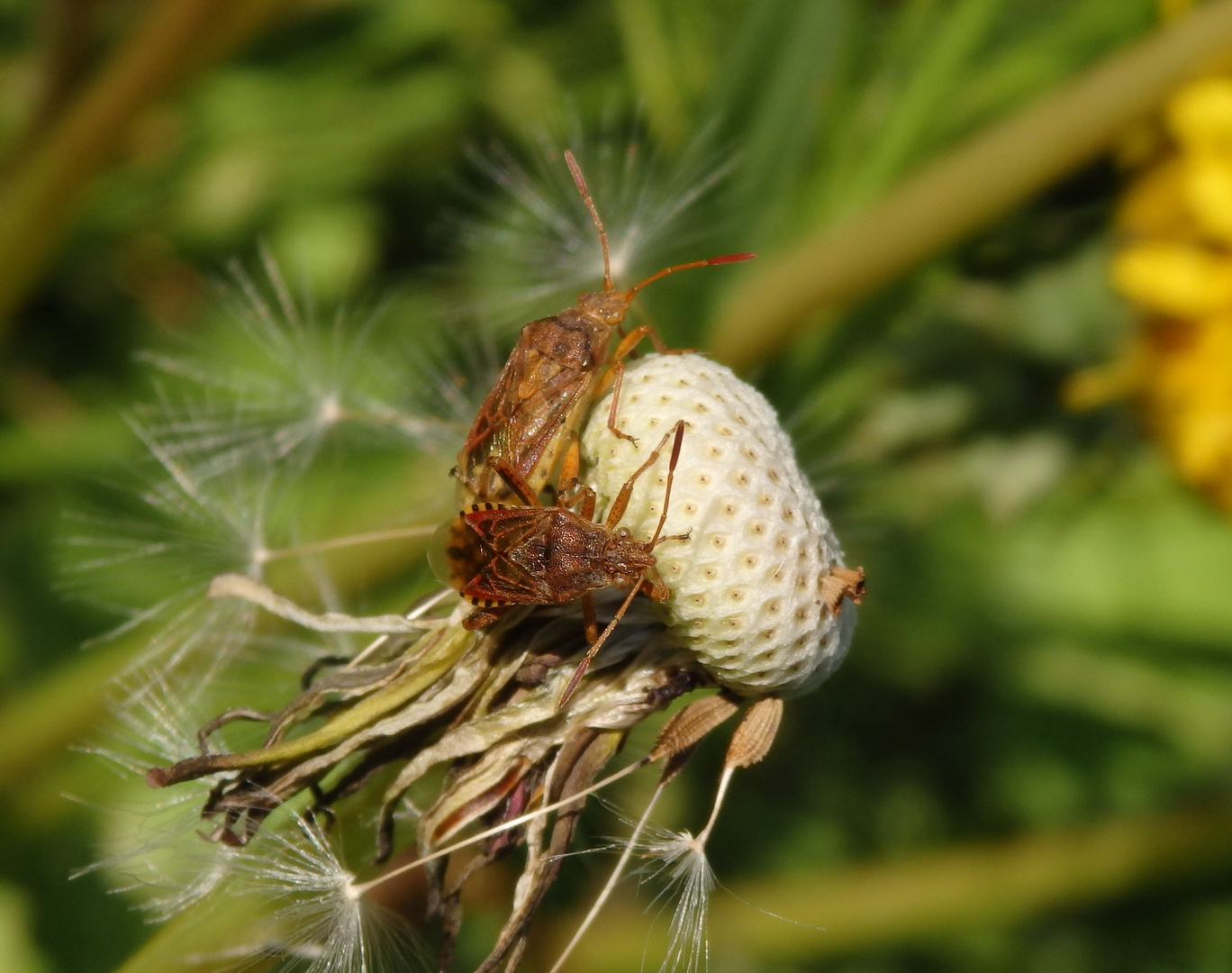 Helle Porenwanzen (Stictopleurus abutilon) bei der Paarung