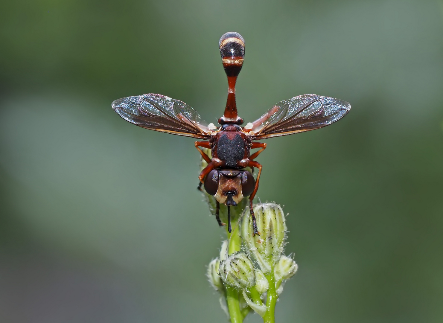 Helle Stieldickkopffliege (Physocephala vittata) 1. Foto - Une mouche pas comme les autres...