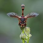 Helle Stieldickkopffliege (Physocephala vittata) 1. Foto - Une mouche pas comme les autres...