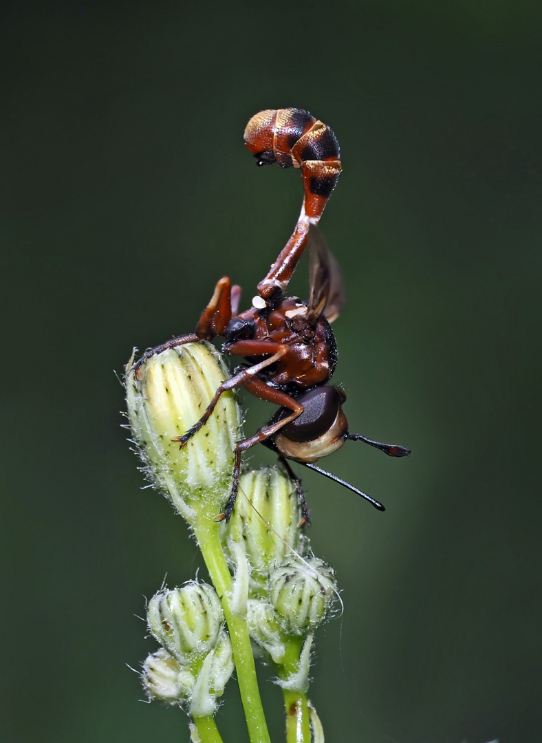 Helle Stieldickkopffliege (Physocephala vittata) 2. Foto - Une mouche pas comme les autres...