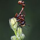 Helle Stieldickkopffliege (Physocephala vittata) 2. Foto - Une mouche pas comme les autres...