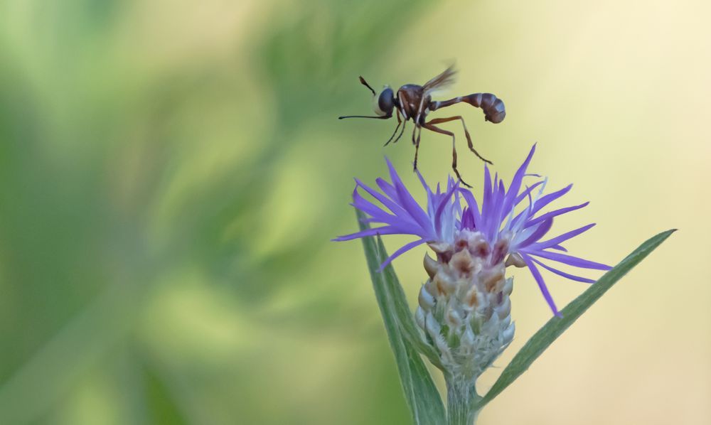 Helle Stieldickkopffliege (Physocephala vittata)