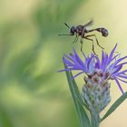 Helle Stieldickkopffliege (Physocephala vittata)