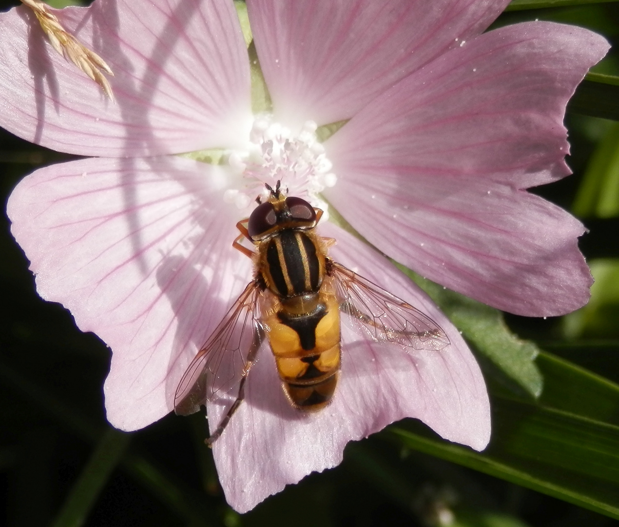 Helle Sumpfschwebfliege (Helophilus hybridus)