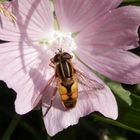 Helle Sumpfschwebfliege (Helophilus hybridus)