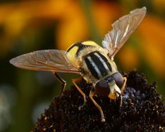 Helle Sumpfschwebfliege (Helophilus pendulus)