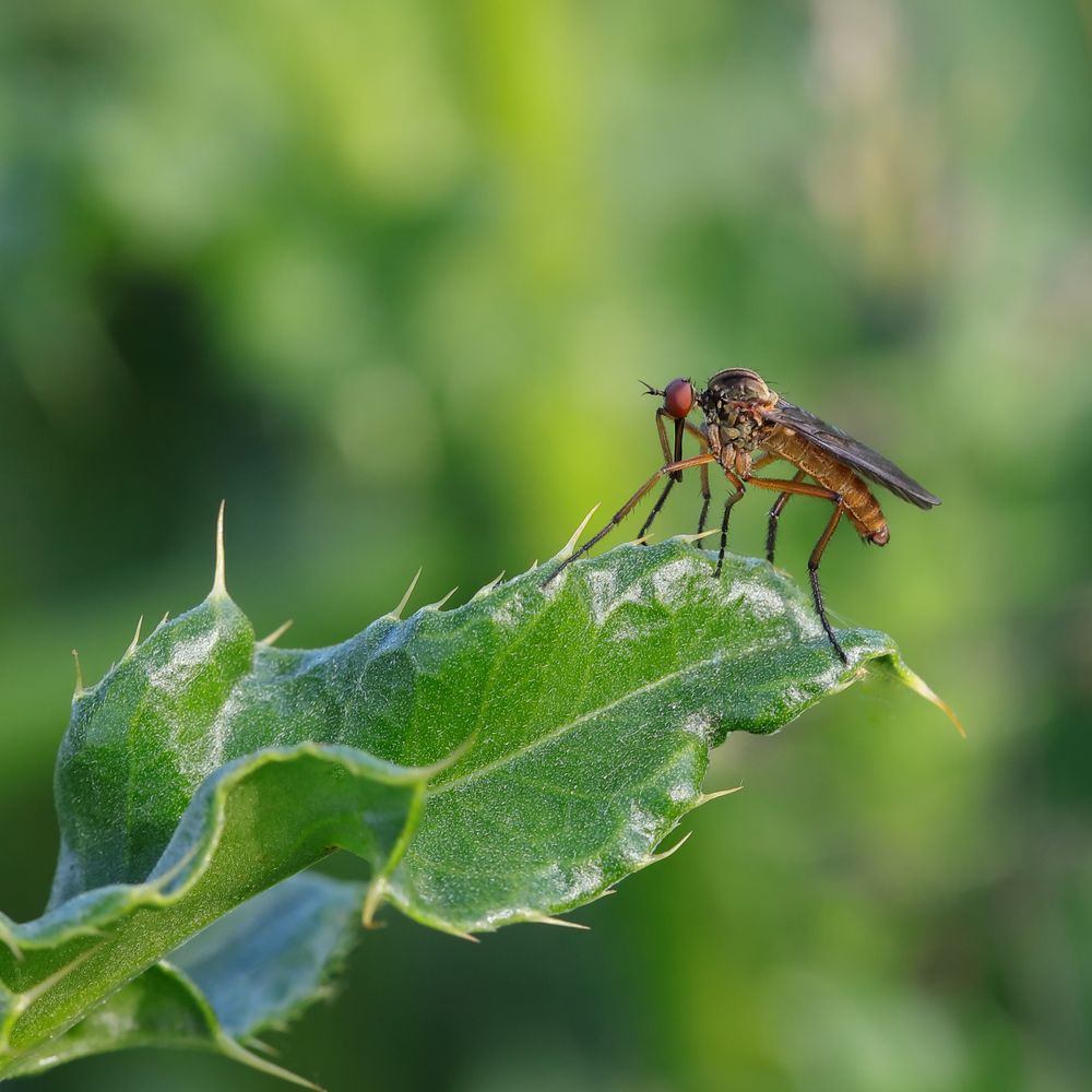 Helle Tanzfliege (Empis livida)