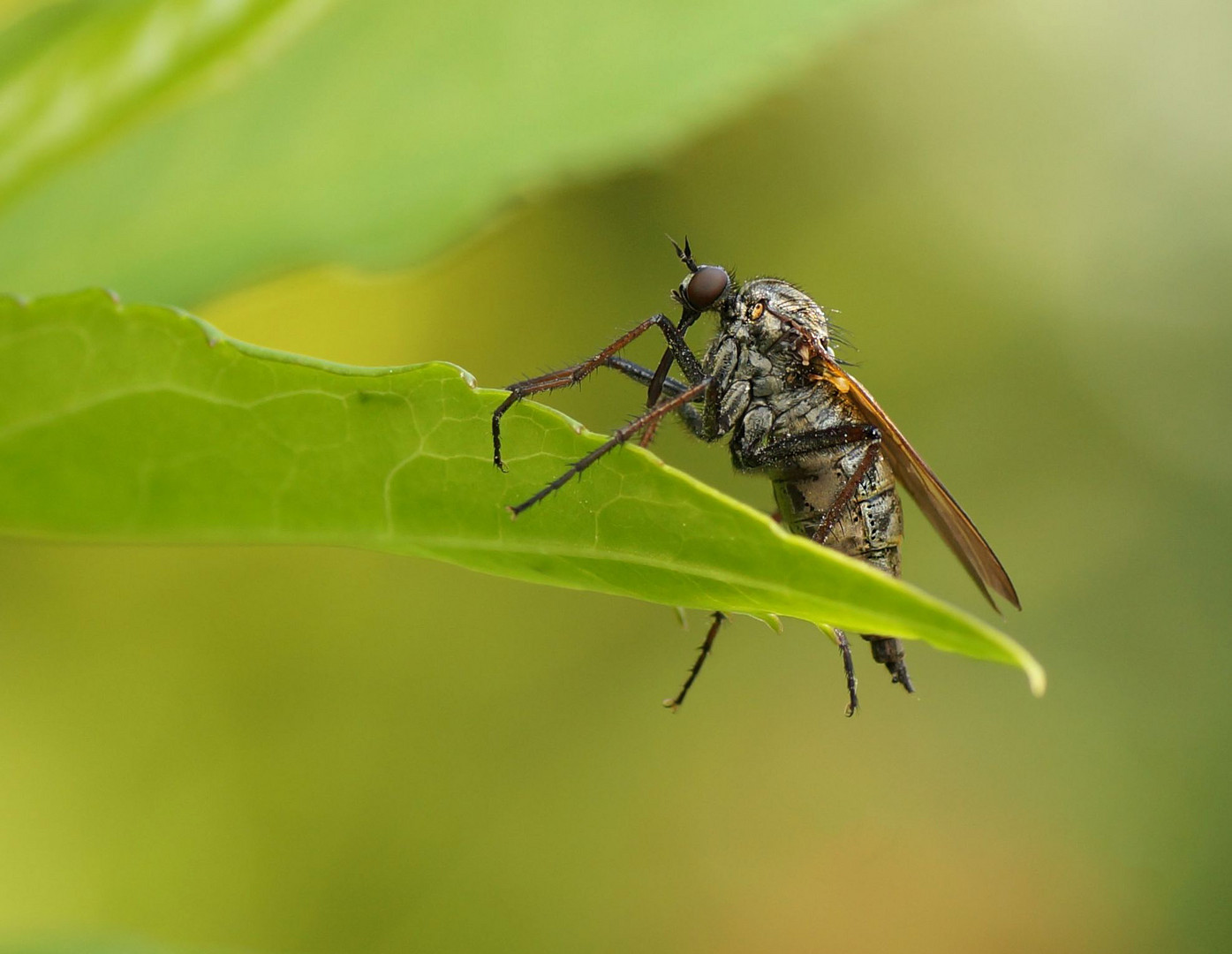 Helle Tanzfliege (Empis livida)