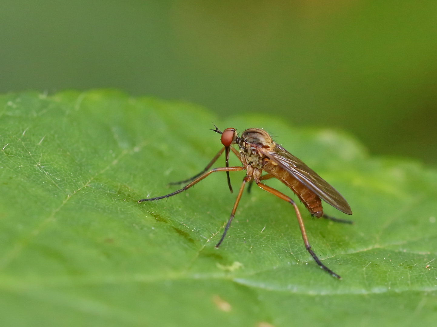 Helle Tanzfliege (Empis livida)