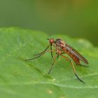 Helle Tanzfliege (Empis livida)