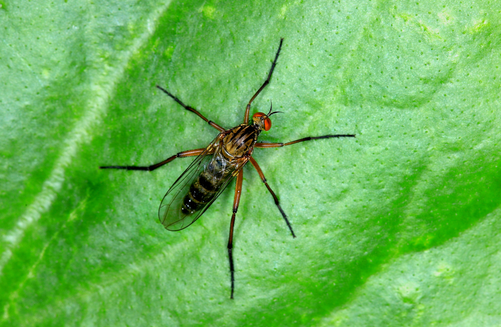 Helle Tanzfliege, Empis livida (Empididae)