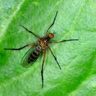 Helle Tanzfliege, Empis livida (Empididae)