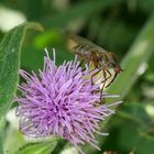 Helle Tanzfliege (Empis livida)_2