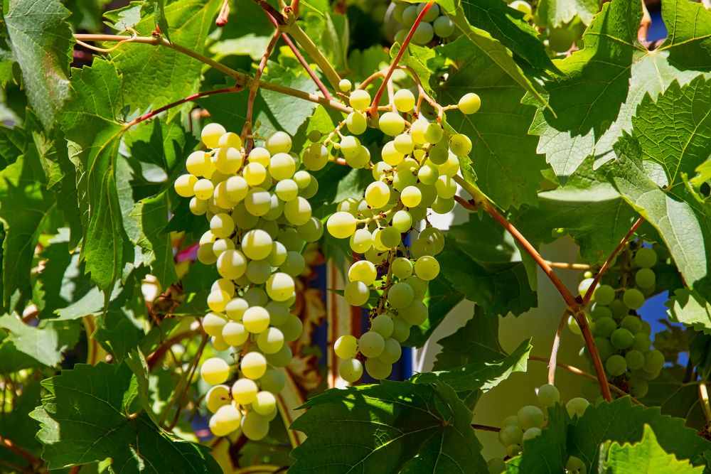 Helle Trauben Foto & Bild | pflanzen, pilze & flechten, früchte und ... Helle Trauben Foto & Bild | pflanzen, pilze & flechten, früchte und ...