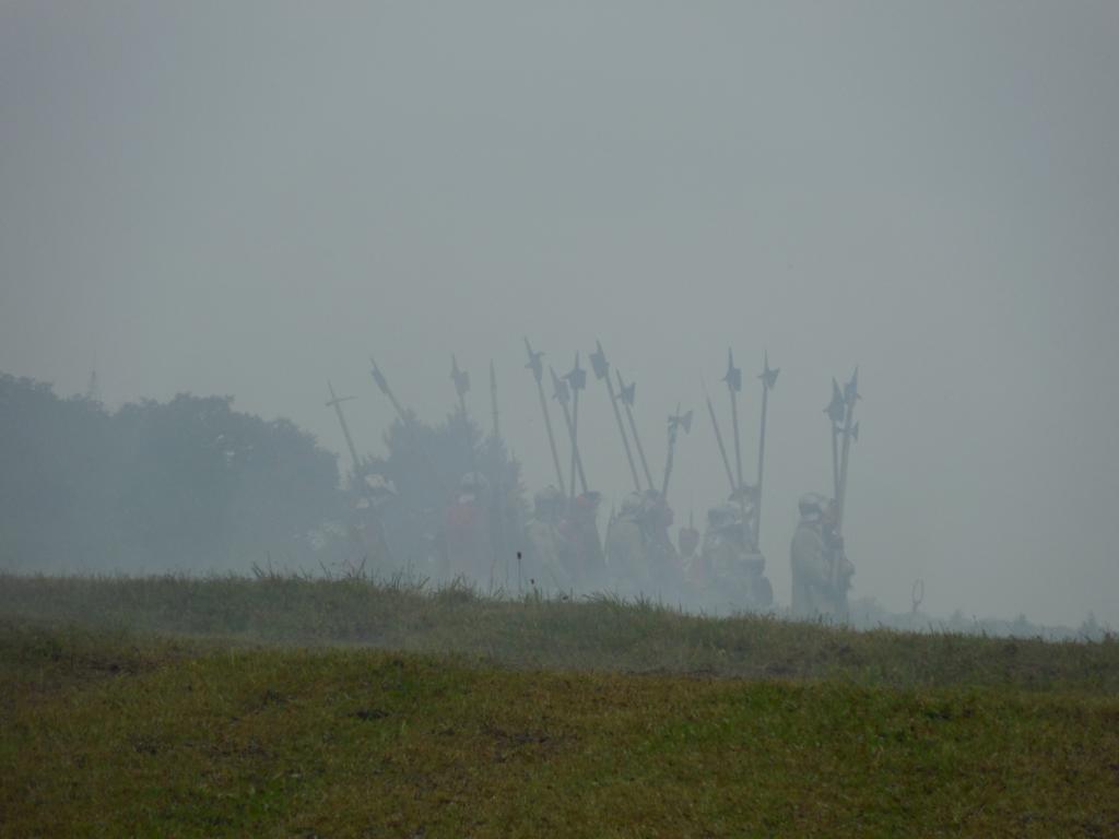 Hellebardiere im Nebel