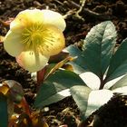 Hellebore