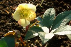 Hellebore