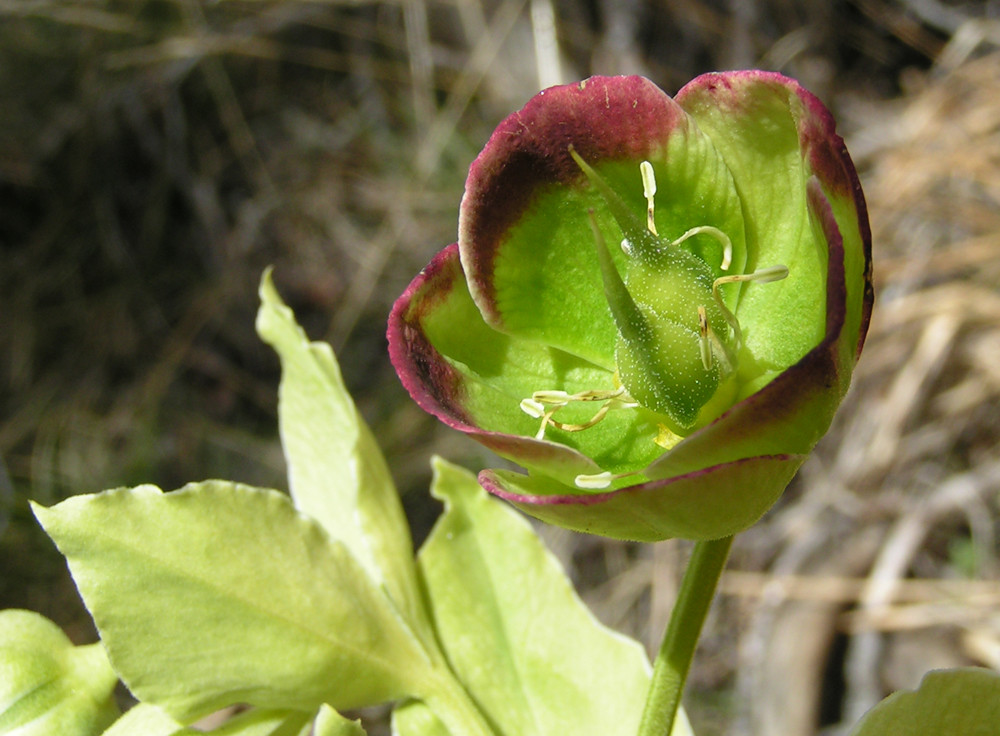 Hellebore