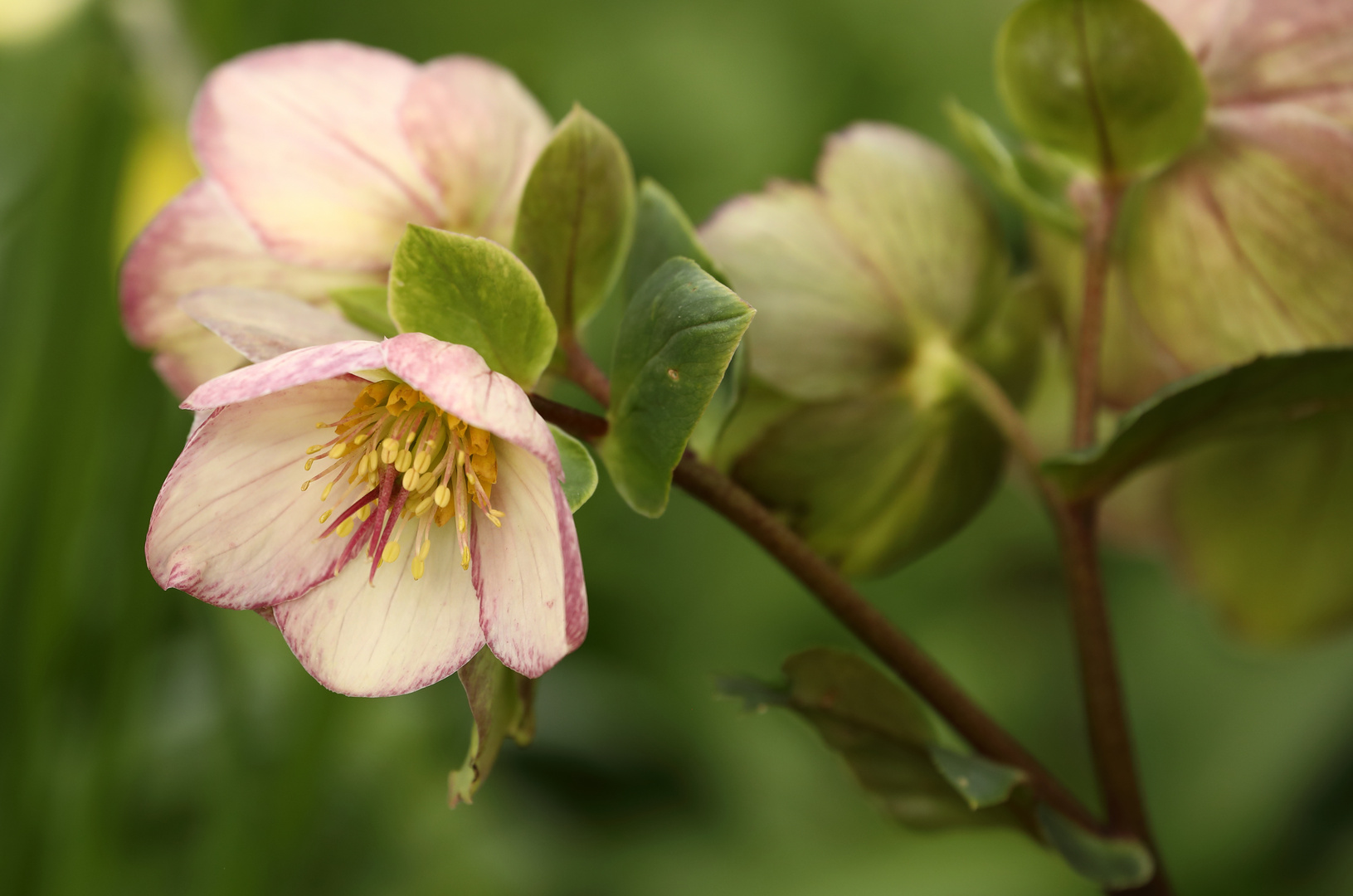 Hellebore