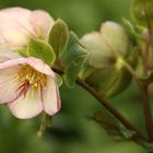 Hellebore