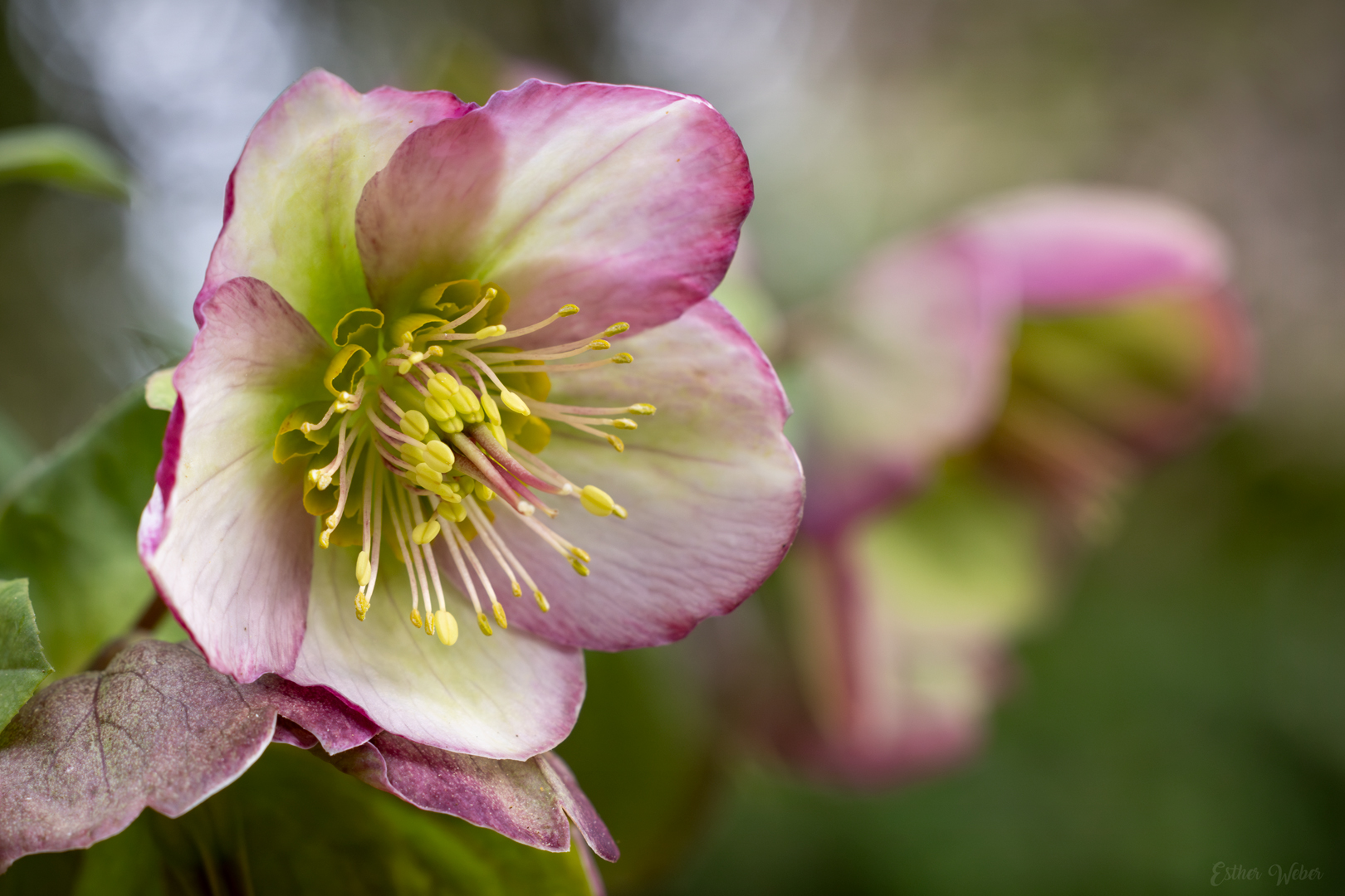 Hellebore