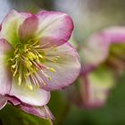 Hellebore