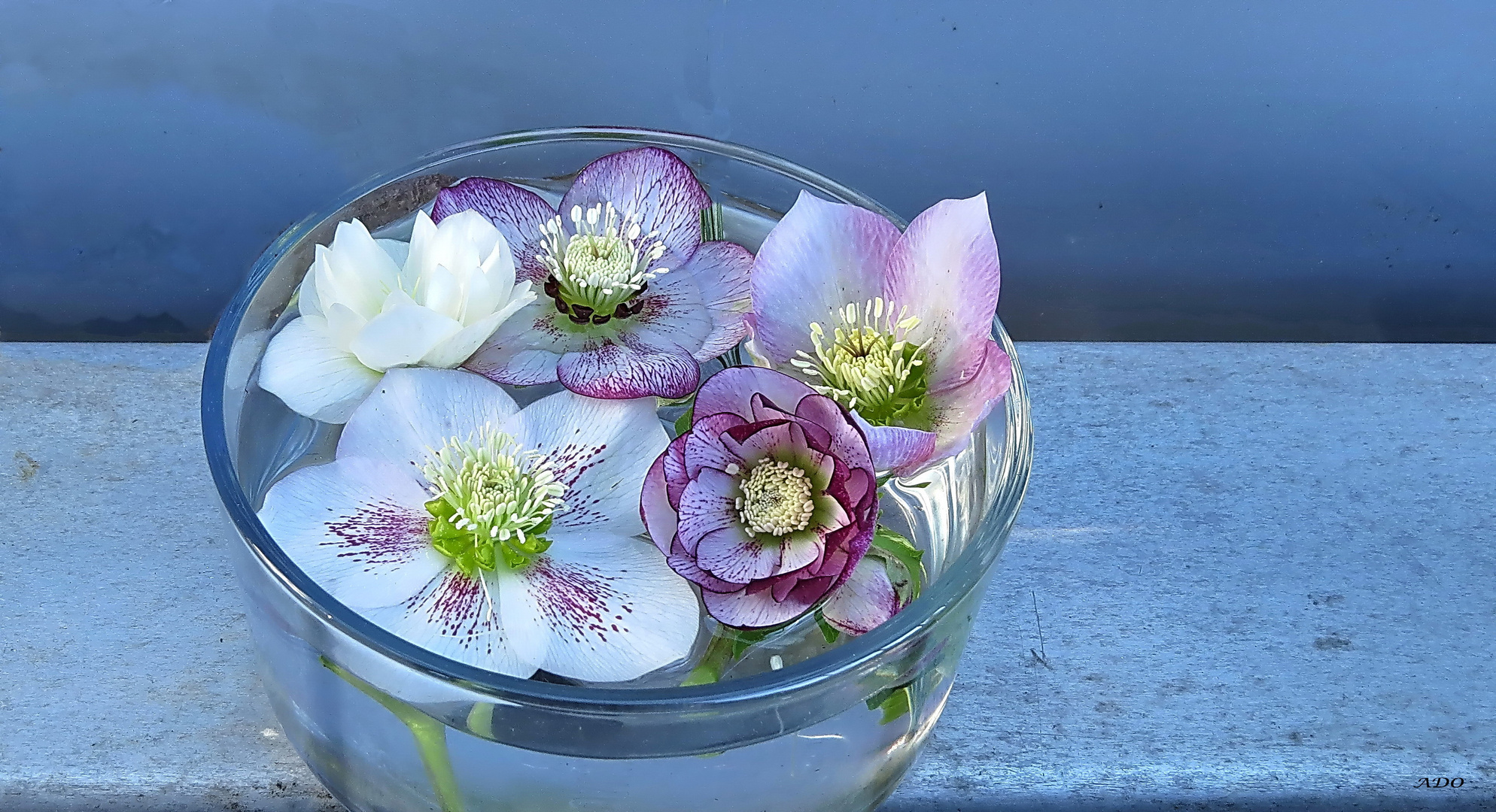 Hellebore Stillife