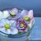 Hellebore Stillife