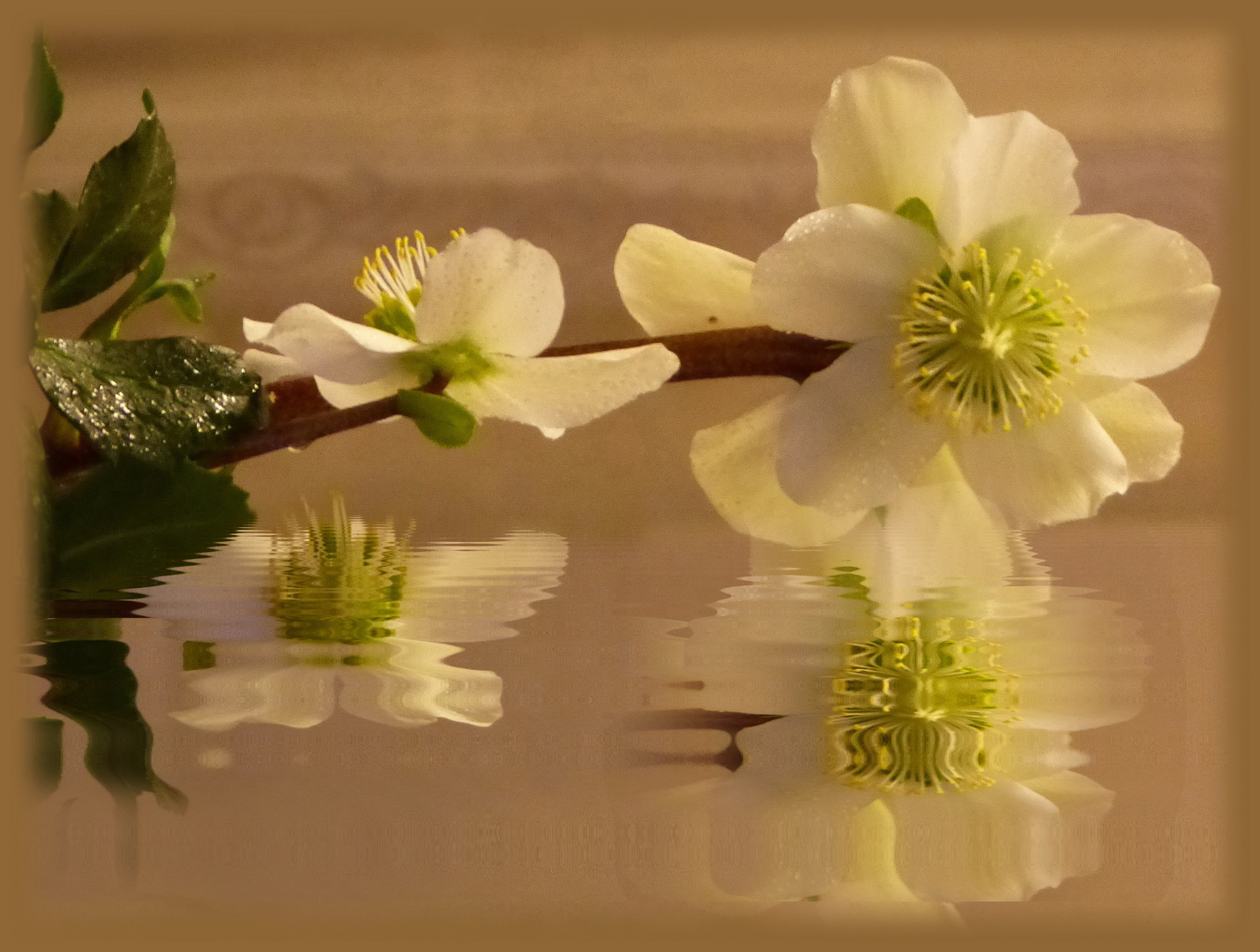 Helleborisblüten ...