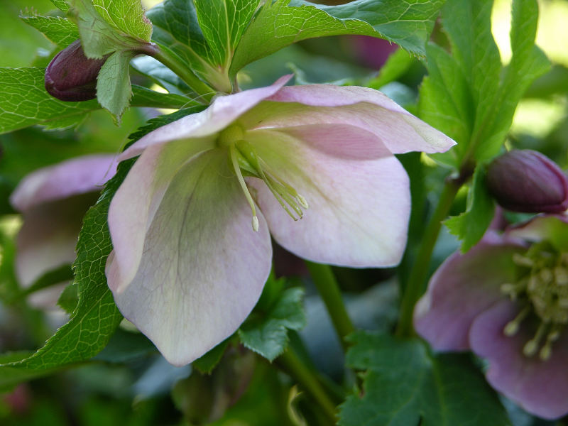 Helleboro del mio giardino