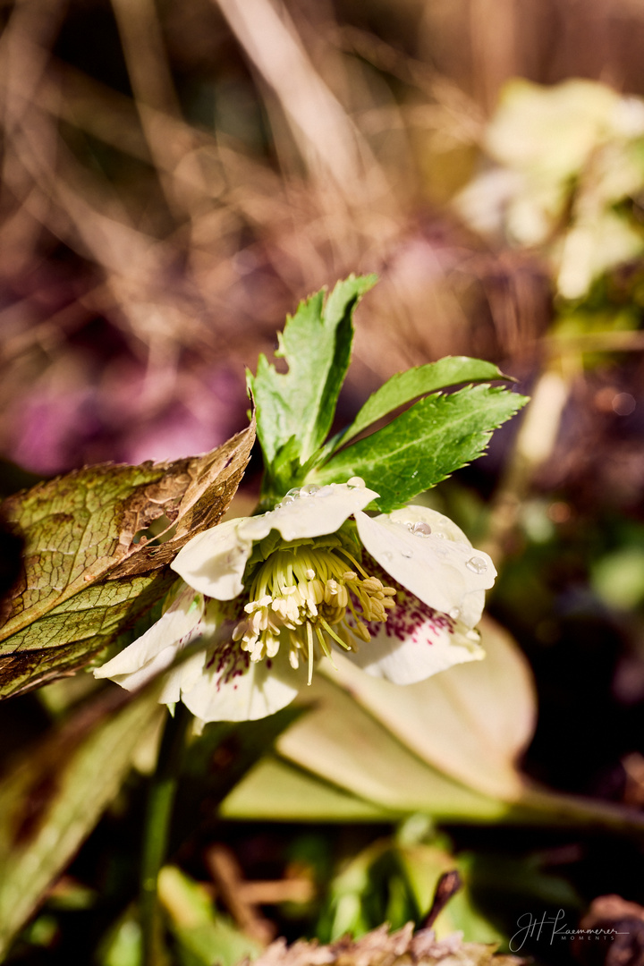 Helleborus