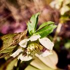 Helleborus