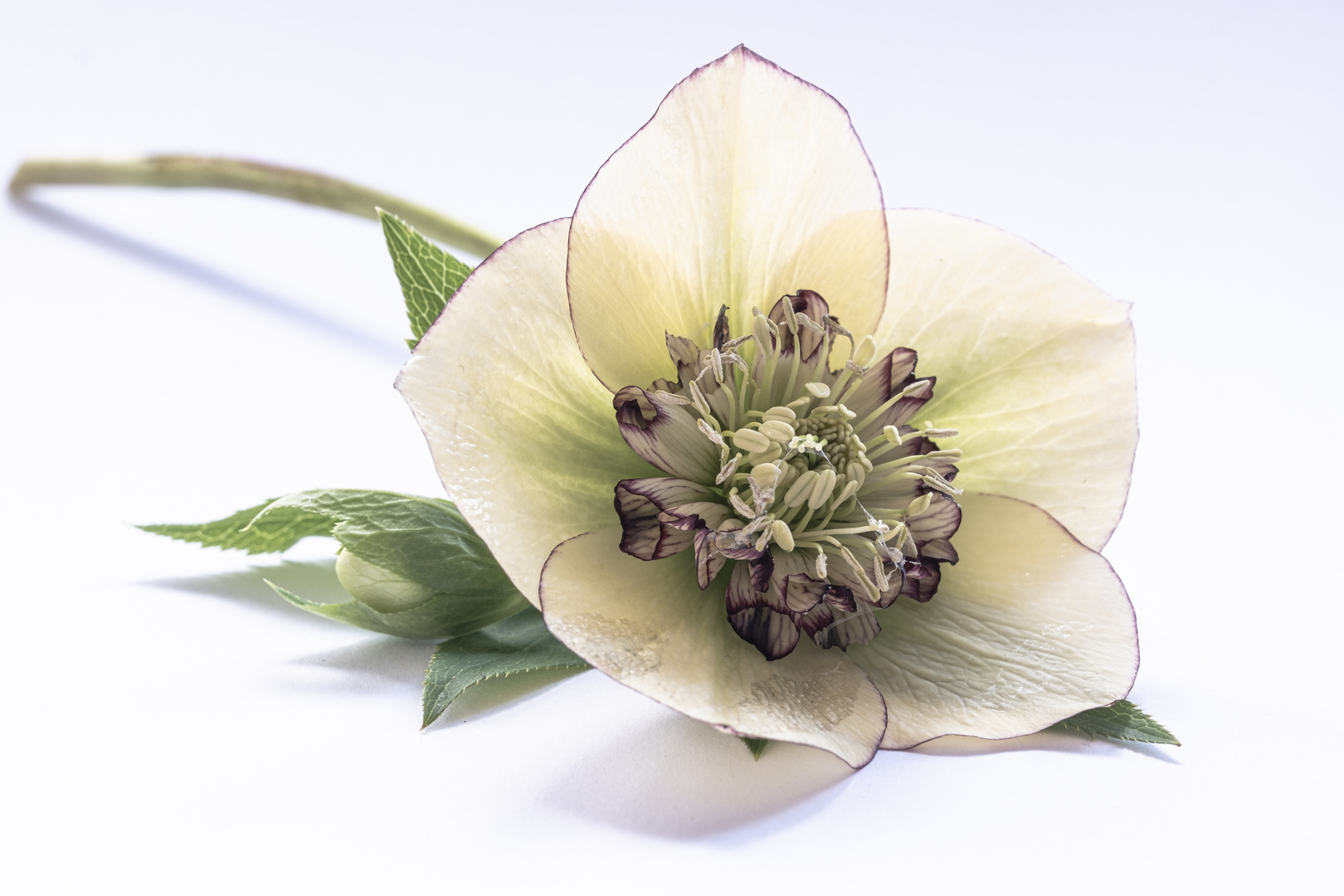 Helleborus