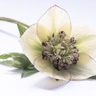 Helleborus