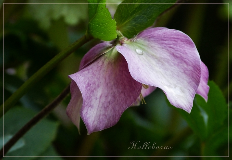 Helleborus