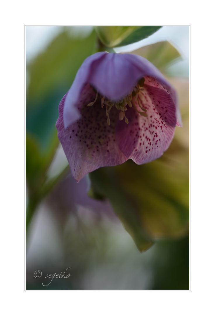 Helleborus