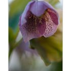 Helleborus