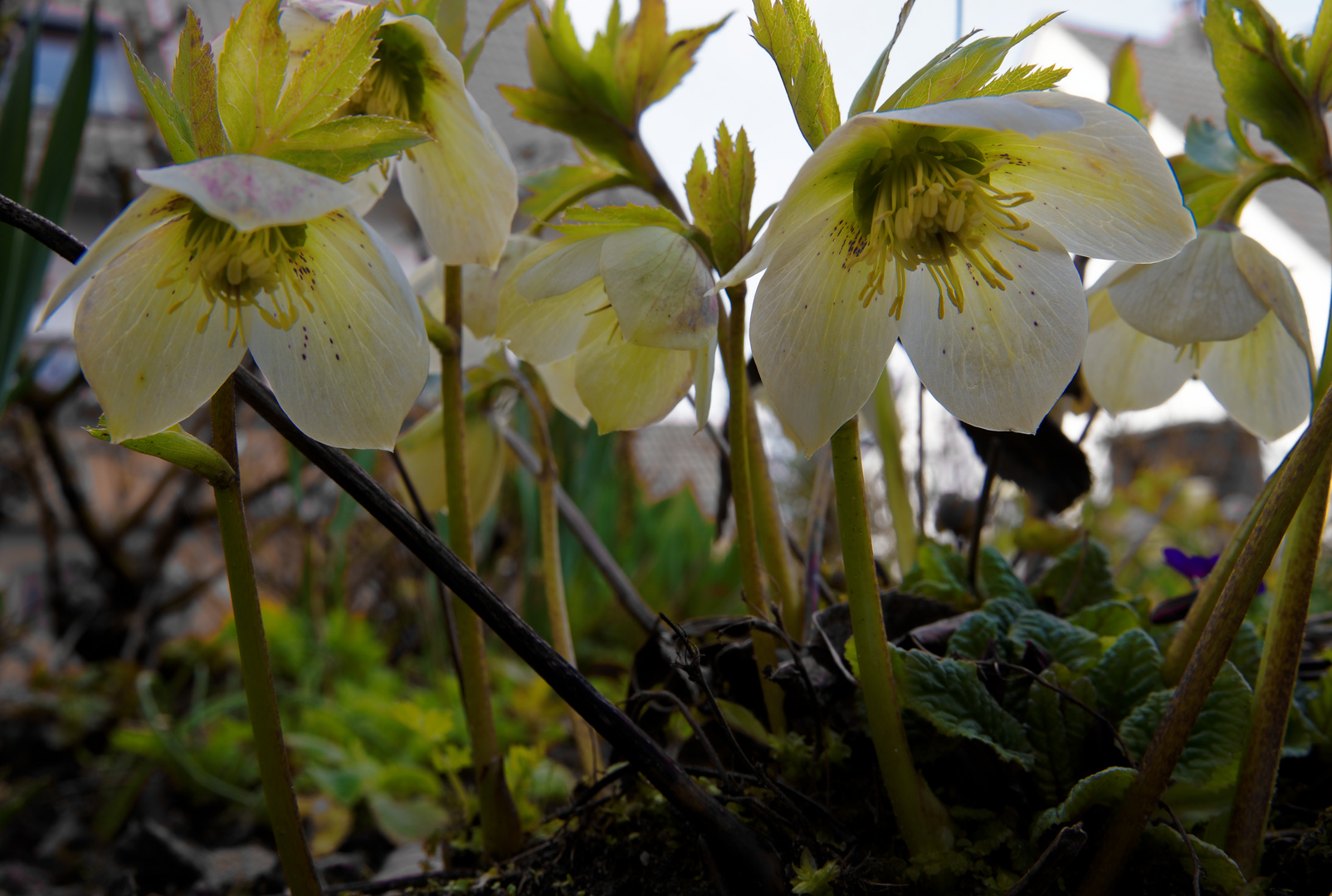 Helleborus