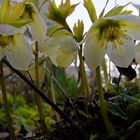 Helleborus