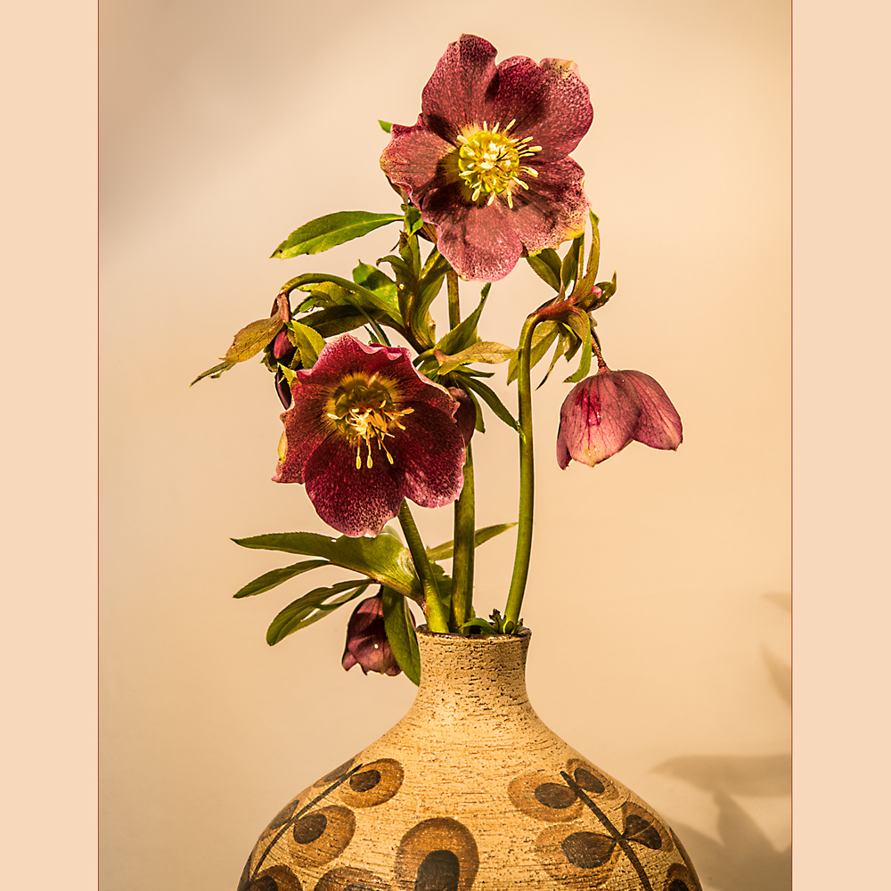 helleborus