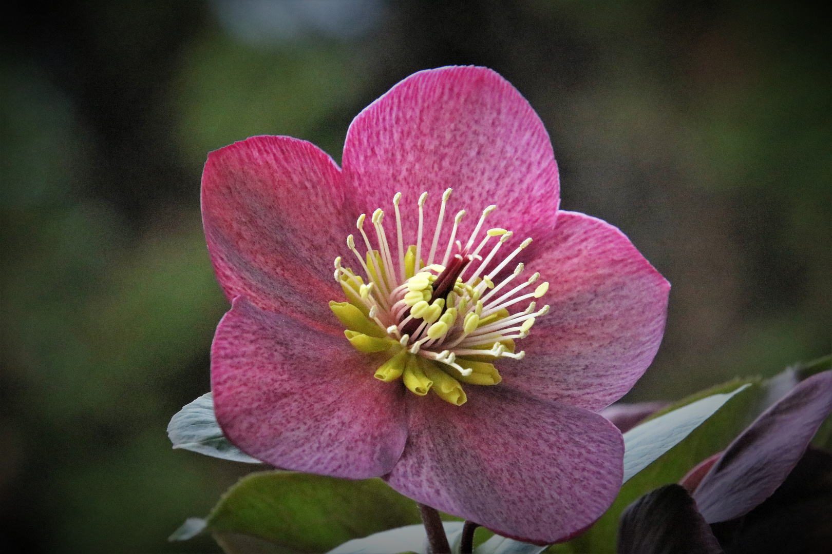 HELLEBORUS