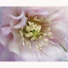 *** Helleborus ***