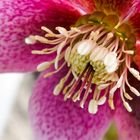 Helleborus 1