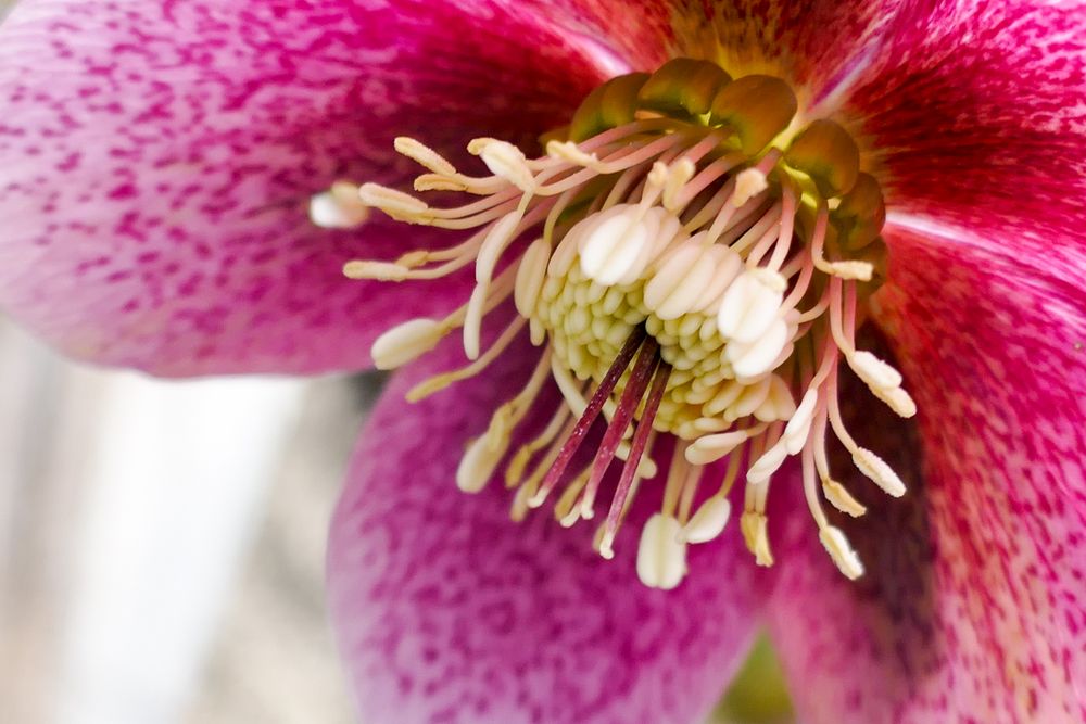 Helleborus 1