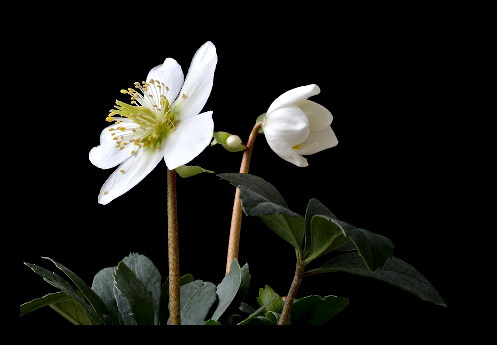 Helleborus 1