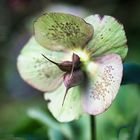 Helleborus