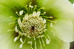 Helleborus 2