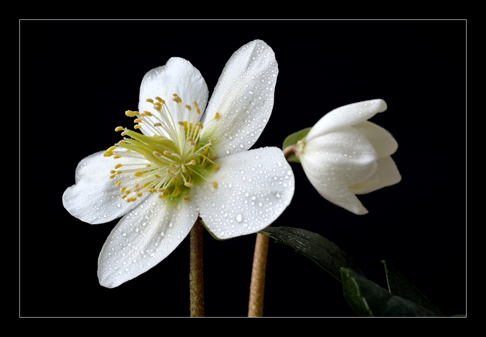 Helleborus 2