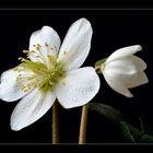 Helleborus 2