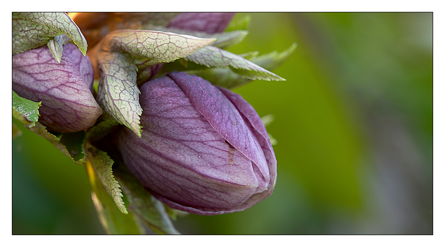 Helleborus